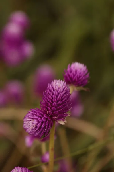 Flor Gomphrena Cabeza Púrpura Crece Forma Bola Jardín Botánico Atrae — Foto de Stock