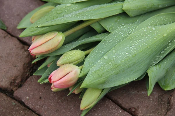 Small Tulip Bouquet Rain Left Pavement — Stock Fotó