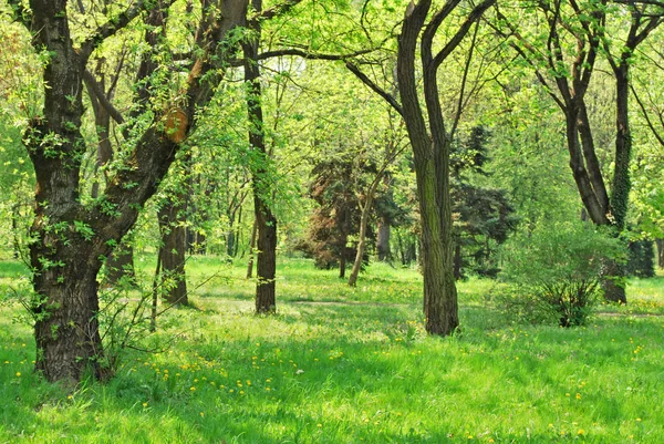 Ljus Vårskog Med Grönt Skogs Golv — Stockfoto