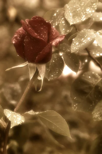 Czerwona Róża Bud Kropli Wody Deszczu Tonie Sepia — Zdjęcie stockowe