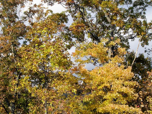 秋のアシュビル — ストック写真