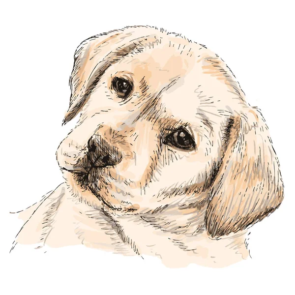 Imagen Labrador Retriever Cachorro Dibujado Mano Vector —  Fotos de Stock
