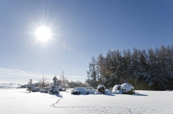 Paisaje Invernal Con Algunas Huellas Abeto Algunos Escalones Nieve — Foto de Stock