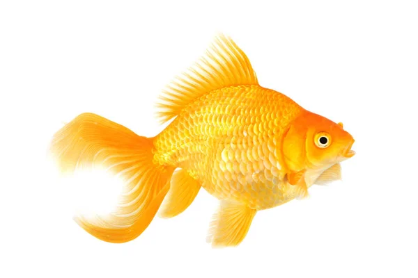 Vackra Fantail Goldfish Isolerade Studio Skott — Stockfoto
