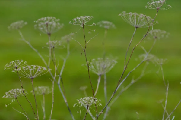 Angelica Archangelica Planta Seca — Fotografia de Stock