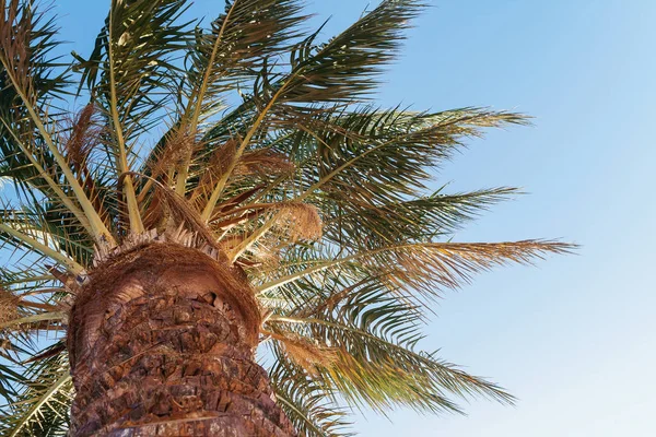 Ağaç Arka Plan Mavi Gökyüzü Görünüm Üzerinde Aşağıdan Palmiye — Stok fotoğraf