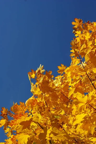 Folhas Outono Contra Céu Azul — Fotografia de Stock