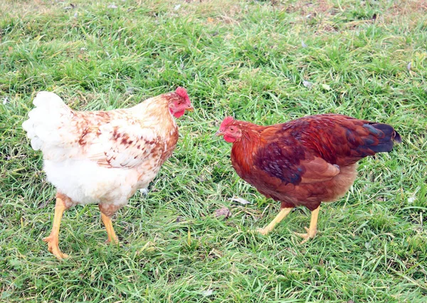 Twee Kippen Tegen Een Groen Gras Staan Kijk Tegen Elkaar — Stockfoto