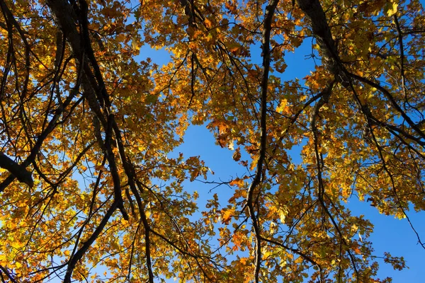 Efterår Orange Blade Grene Blå Himmel - Stock-foto