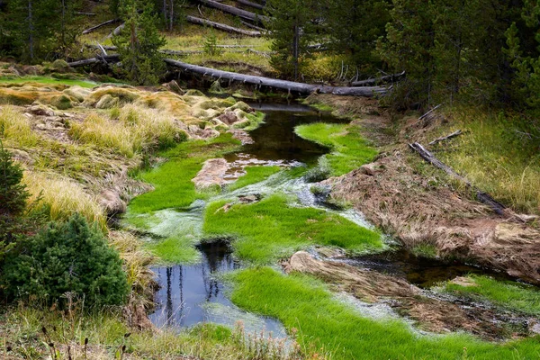 Croissance Verte Dynamique Dans Ruisseau Parc National Yellowstone — Photo