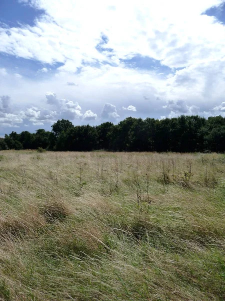 Una Escena Natural Tomada Bosque Claybury — Foto de Stock