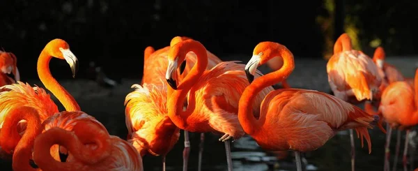 Flamingo Decline Portrait Group Pink Flamingos Dark Background Decline Beams — Stock Photo, Image