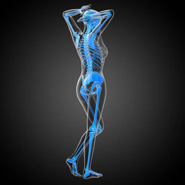 スケルトンの骨 側面図の レンダリングの医療イラスト — ストック写真