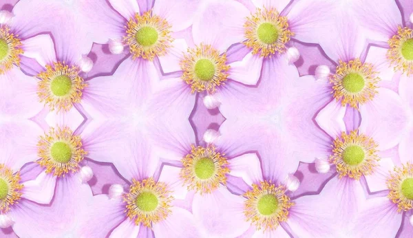 Ein Nahtloses Textur Hintergrundmuster Aus Japanischen Anemonenblüten — Stockfoto
