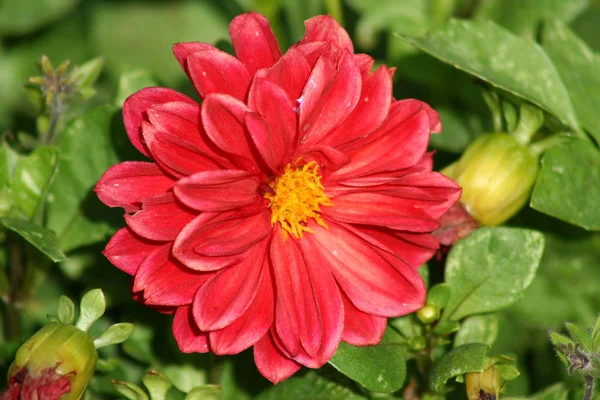 Ein Rotes Gerber Gänseblümchen Garten — Stockfoto