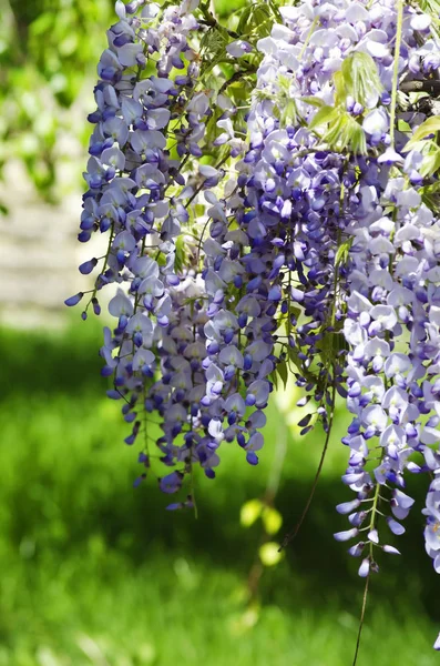 Printemps Wistaria Fleur Fleurir Dans Nature — Photo