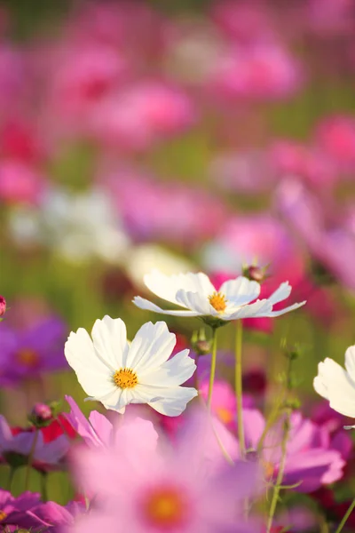 Flor Cosmos Jardim — Fotografia de Stock