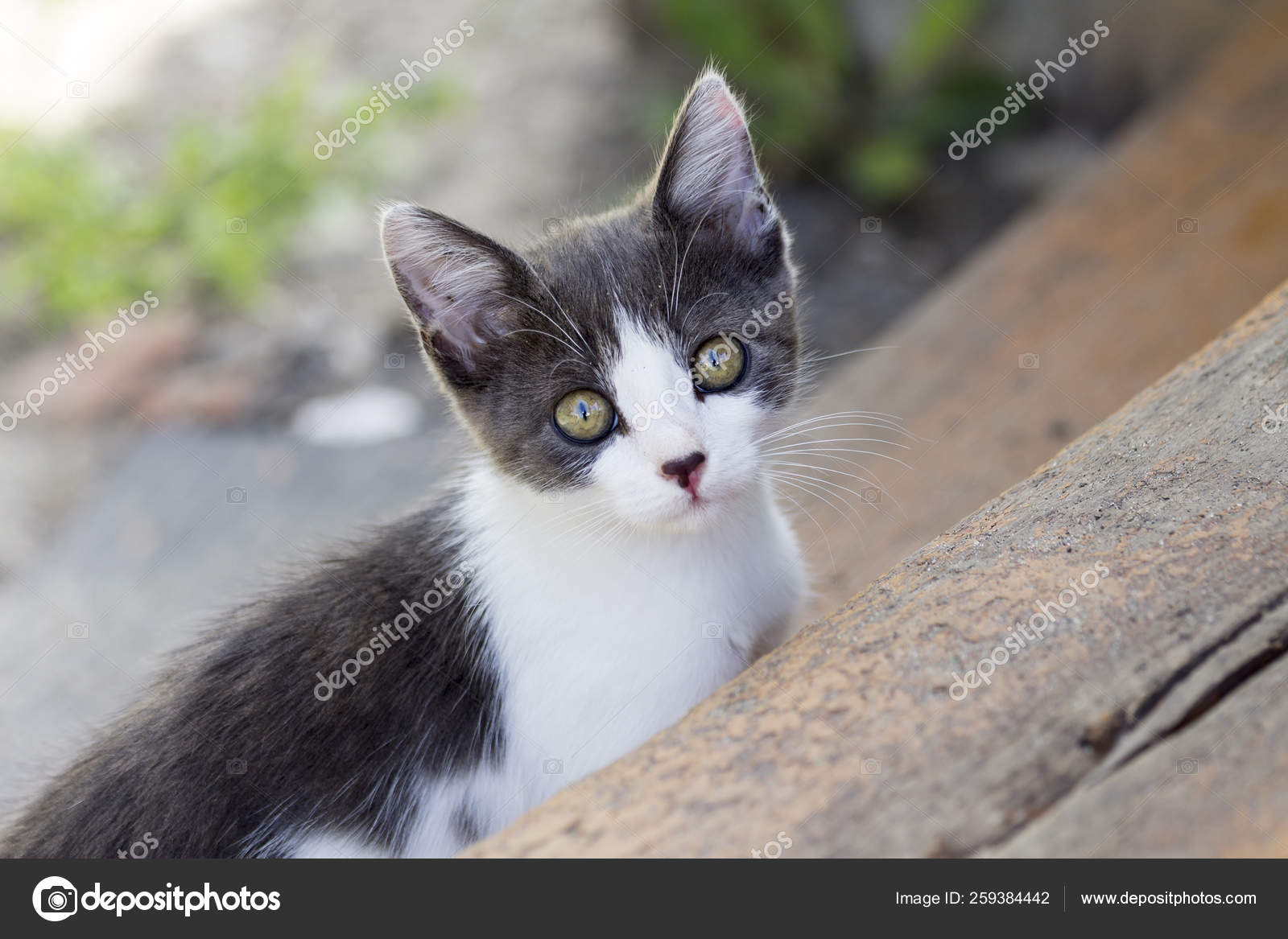Charmant Petit Chaton Promene Exterieur Jour Ete Image Libre De Droit Par Yayimages C