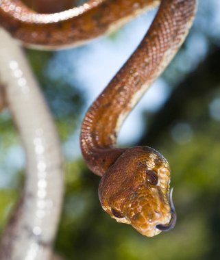 Amazon Tree Boa (Corallus hortulanus) in Montecito, CA. Native South America. clipart