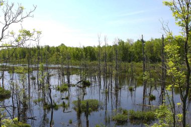 Flooded Wetland With Trees clipart