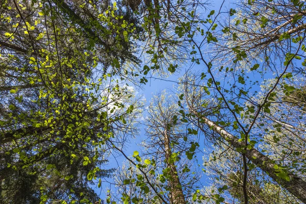 Mirando Hacia Cielo Azul Bosque Través Los Árboles Concepto Ecológico — Foto de Stock