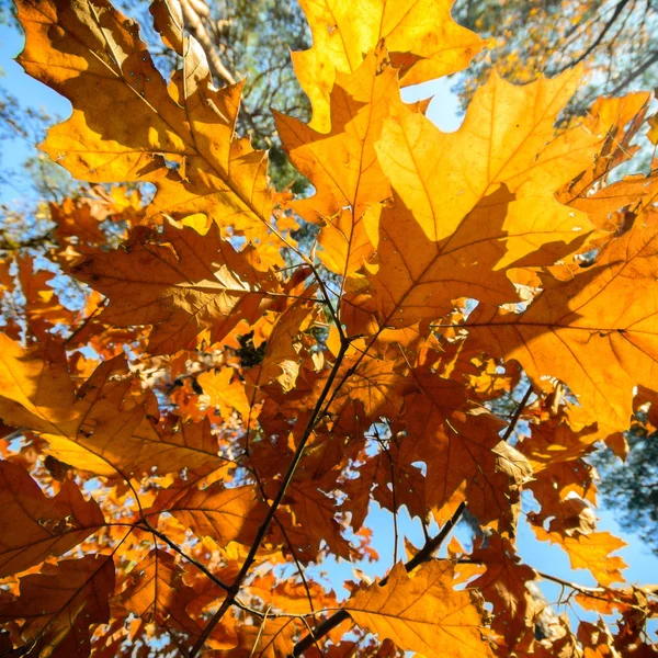 Fundo Natural Com Folhas Coloridas Série Natureza — Fotografia de Stock