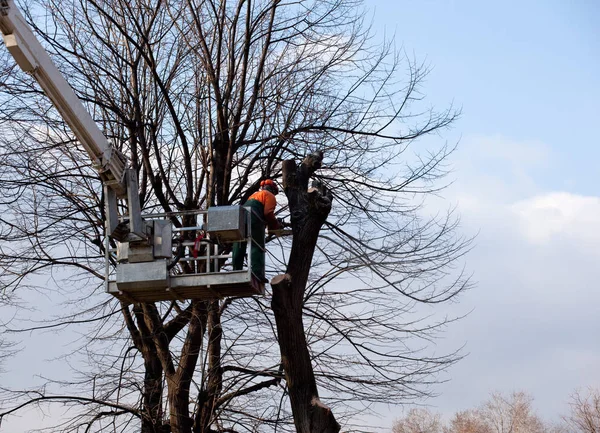 Potatura Alberi Operaio Una Gru — Foto Stock