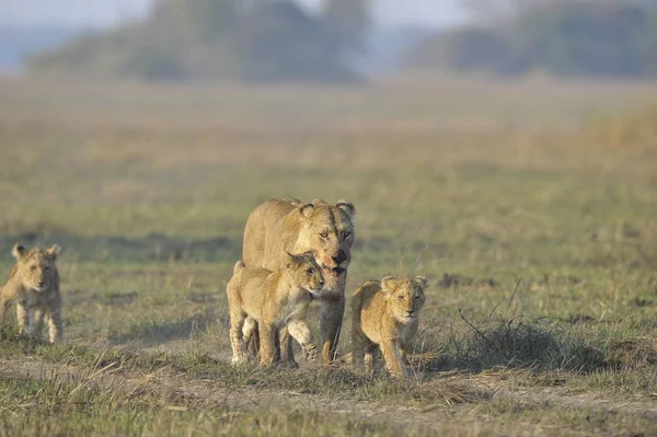 Lioness Hunting Cubs Lioness Blood Stained Muzzle Has Returned Hunting — Stock Photo, Image