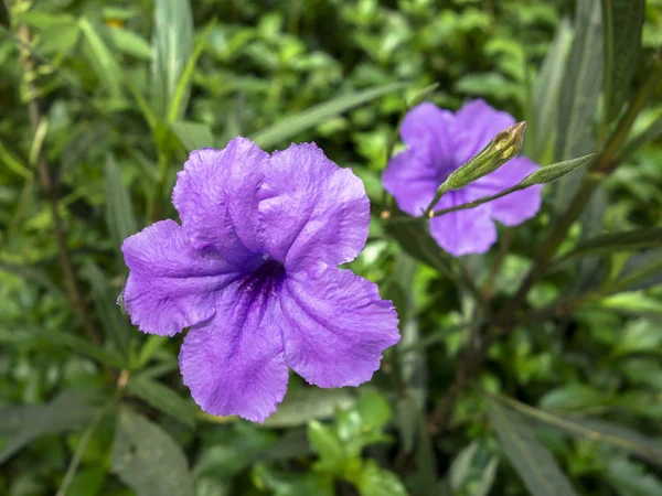 Ruellia Tuberosa Flowers Also Known Minnie Root Fever Root Snapdragon — Stock Photo, Image