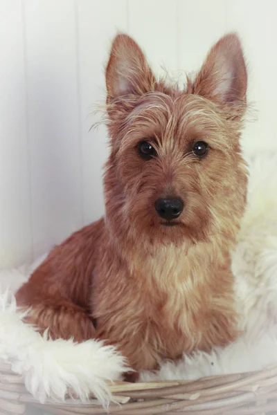 Australian Terrier Puppy Mnds — Stock Photo, Image