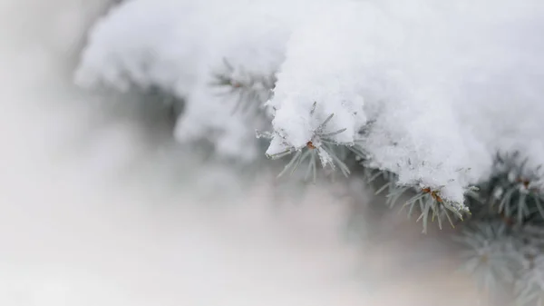 もみ木の枝は雪で覆われて モミの木と本物の雪でクリスマスの背景 — ストック写真