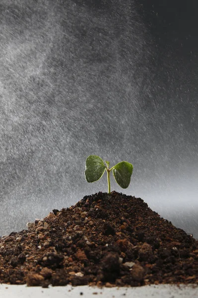 Növény Víz Vagy Eső Esik — Stock Fotó