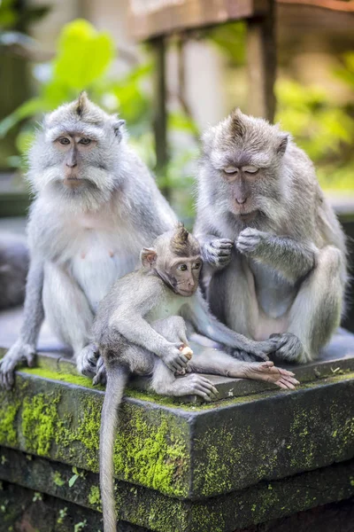 Hosszú Farkú Makákó Vele Csecsemő Szent Monkey Forest Ubud Bali — Stock Fotó