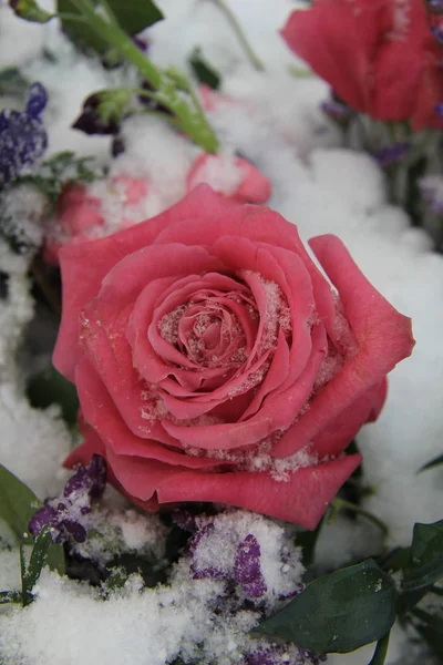 Stor Lyserød Rose Dækket Med Snefnug - Stock-foto
