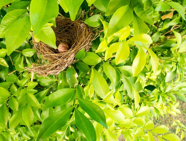 Kuş Yuva Ağaç Dalı Ile Şirin Kahverengi Yumurta Içinde Select — Stok fotoğraf