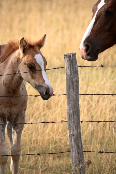 Poulain Jument Dans Pâturage Saskatchewan — Photo