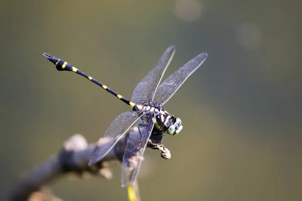 Immagine Libellula Appollaiata Ramo Albero Sfondo Naturale Animali Insetto — Foto Stock