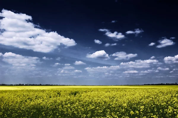 Champs Canola Fleurs Avec Ciel Bleu Dramatique — Photo