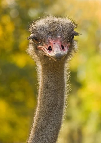 Avestruz Struthio Camelus Gran Pájaro Sin Vuelo Nativo África — Foto de Stock