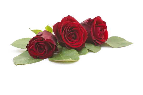 Czerwone Róże Naturalne Tło — Zdjęcie stockowe