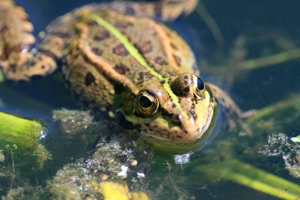 Green Frog Nature — Stock Photo, Image