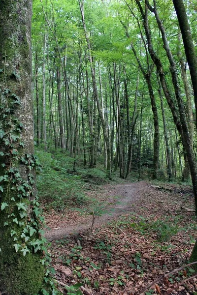 Gyalogösvény Zöld Erdőben Nyár Végén — Stock Fotó