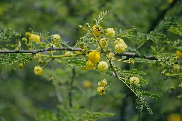 Flowers Vachellia Nilotica Acacia Nilotica Babhul Tree India Vachellia Nilotica — Stock Photo, Image