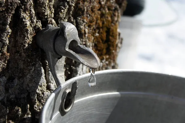 Tröpfchen Ahornsaft Das Aus Dem Wasserhahn Eines Ahornbaums Einen Eimer — Stockfoto