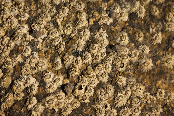 Barnacles Una Roca Marea Buena Textura Fondo Natural — Foto de Stock