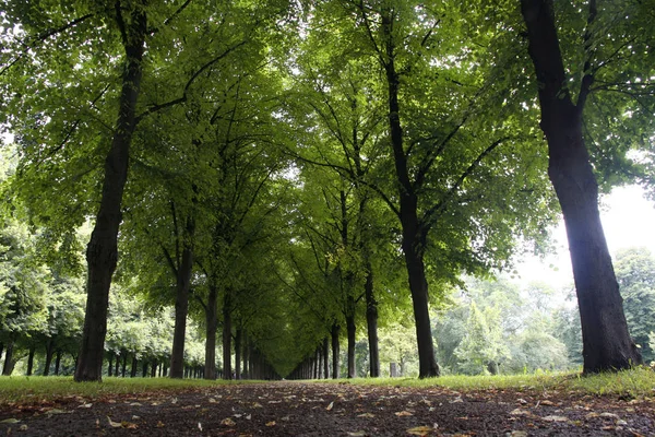 Jesienny Krajobraz Herrenhauser Allee Hannover Niemcy — Zdjęcie stockowe