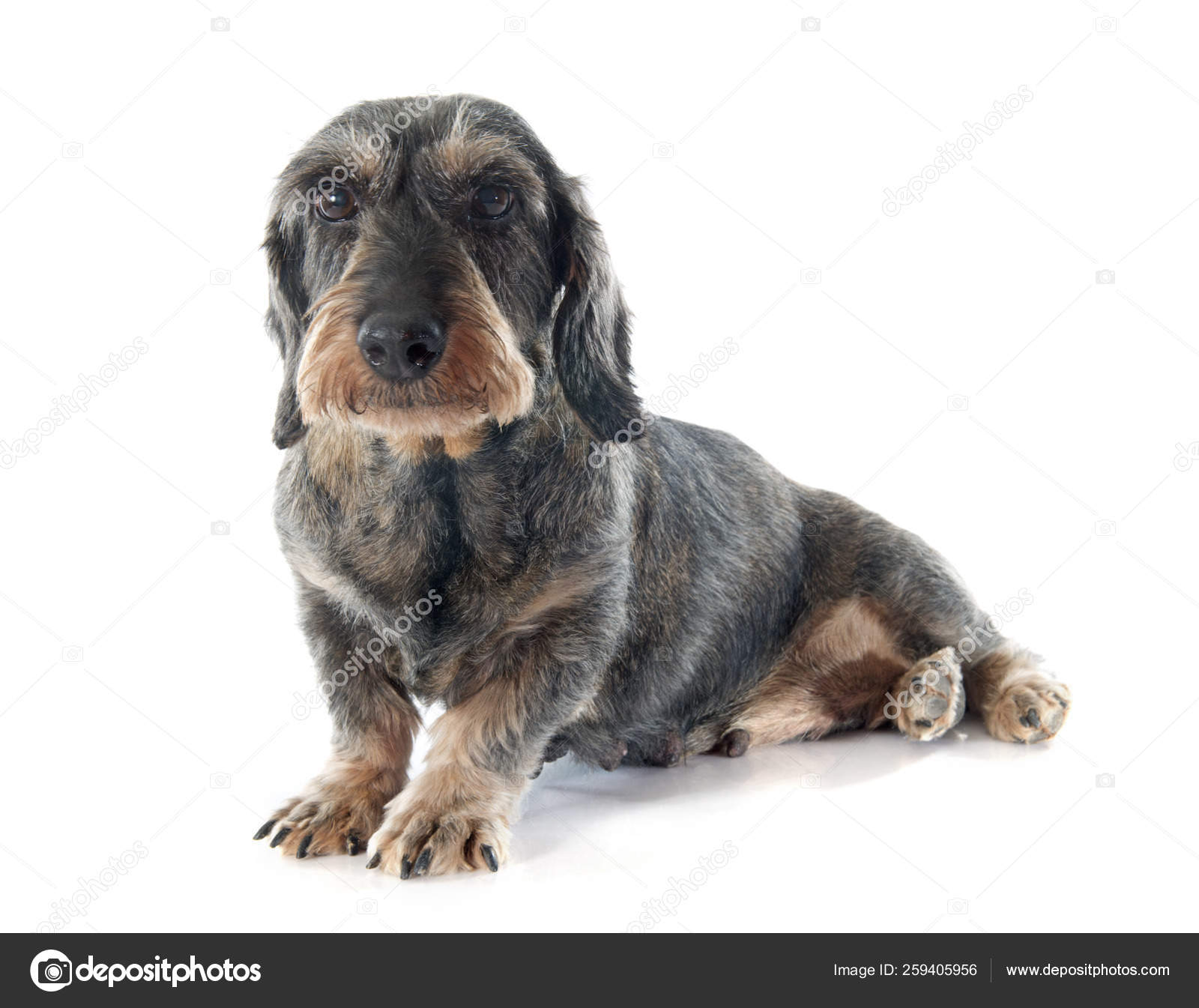 Wire Haired Dachshund Front White Background Stock Photo