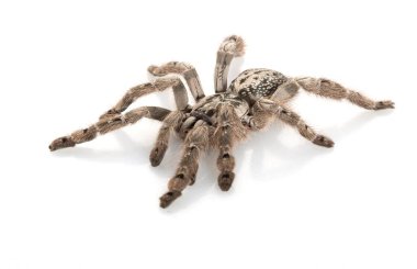 Ornamental Baboon Tarantula (Heteroscoda maculata) isolated on white background. clipart