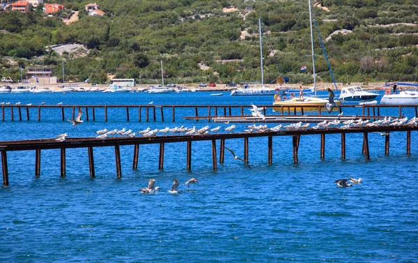 Vue Côte Punat Île Krk Dalmatie Croatie — Photo