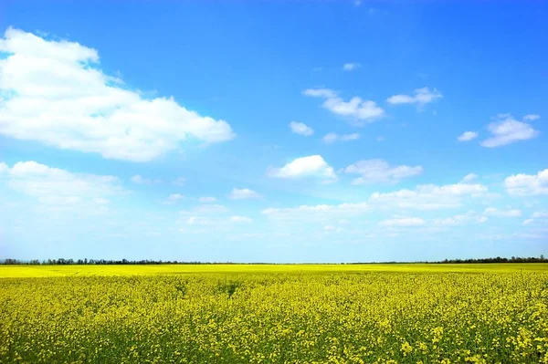 Yellow Rape Field Simple Blue Sky — 스톡 사진